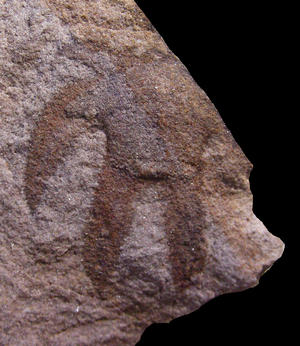 alt: Detailní pohled na dvě fosilie *Furca bohemica*, dole nález z Veselé u Berouna. Oba snímky Štěpán Rak.