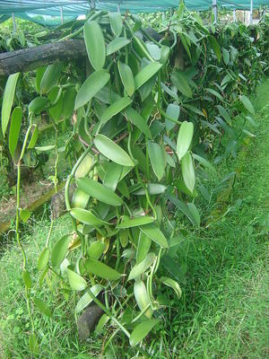 alt: Pěstování vanilky na zastíněné plantáži na ostrově Réunion východně od Madagaskaru. Zdroj Wikimedia Commons, autor David.Monniaux, licence CC BY-SA 3.0.