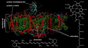 alt: Obr. 2. Struktura fotosystému. Na obrázku je znázorněna struktura fotosystému I Hrachu setého (Pisum sativum). Zeleně jsou vyznačeny molekuly chlorofylů, žlutě molekuly β-karotenu (pigment patřící do skupiny karotenoidů). 