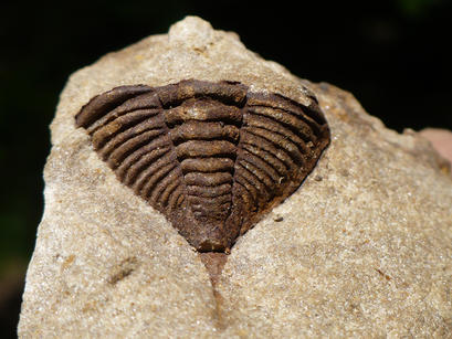 alt: Ocasní štít trilobita rodu Dalmanitina z vrchu Děd u Berouna. Foto Lukáš Laibl.