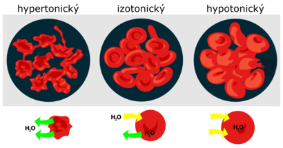 alt: Působení osmózy je dobře vidět na červených krvinkách. Hypertonický roztok má vyšší koncentraci rozpuštěných látek, než je uvnitř krvinek. Ty v něm ztrácejí vodu a smršťují se. V hypotonickém roztoku je rozpuštěných látek méně než v krvinkách, které proto přijímají vodu a mohou i prasknout. Izotonický roztok má stejnou hladinu rozpuštěných látek jako krvinky, tok vody do buněk i z buněk je proto v rovnováze. Zdroj Wikimedia Commons, autor LadyofHats, volné dílo / public domain.