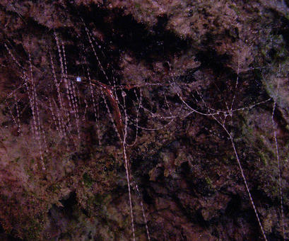 alt: Larva novozélandské mušky rodu *Arachnocampa* uprostřed lepivých vláken, do nichž chytá kořist. Foto Petr Janšta.