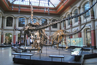 alt: Dinosauří kostry v berlínském Přírodovědném muzeu. Zdroj English Wikipedia, autor ilja.nieuwland, licence CC BY 3.0.