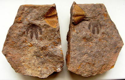 alt: Negativ (vlevo) a pozitiv (vpravo) fosilního členovce *Furca bohemica* na křemenci letenského souvrství. Foto Štěpán Rak.