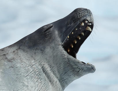 alt: Zívají i tuleni krabožraví v Antarktidě. Zdroj Wikimedia Commons, autor Liam Quinn, licence CC BY-SA 2.0.
