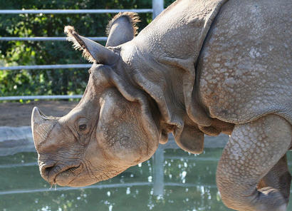 alt: Nosorožec indický má tu smůlu, že se jeho roh používá v tradiční čínské medicíně. Zdroj Wikimedia Commons, autor Sepht, licence CC BY 2.5.