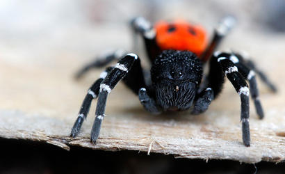 alt: Pavouk stepník černonohý patří k vzácnějším druhům naší fauny.
