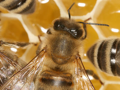 alt: Ilustrační foto: Dělnice včely medonosné na plástvi. Zdroj Wikimedia Commons, autor Richard Bartz, úpravy Jan Kolář, licence CC BY-SA 2.5.