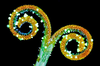 alt: Takhle vypadá ve fluorescenčním mikroskopu blizna huseníčku rolního, nejdůležitější pokusné rostliny současné biologie. Snímek ze soutěže Věda je krásná, autor Jan Martinek.