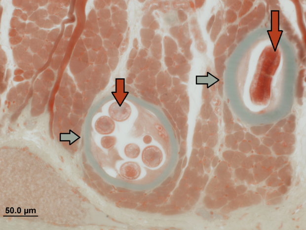alt: Detail řezu jazykem potkana, který byl infikován svalovcem. Červené šipky označují stočené larvy, šedé šipky ukazují na kolagenní pouzdra vytvořená kolem parazita. Foto: Tomáš Macháček.