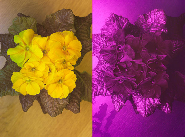 alt: Prvosenka fotografovaná ve viditelném světle (vlevo) a v ultrafialové oblasti (vpravo). V květech odrážejí UV především blizny. Ultrafialové paprsky odrážejí také listy, čímž vzniká zajímavý kontrastní vzor na úrovni celé rostliny. Foto: Pavel Pecháček.