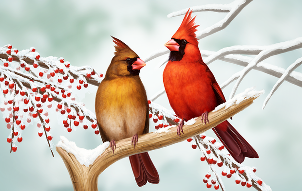 alt: V kategorii Vědecká ilustrace loni zvítězila Martina Nacházelová se sérií kreseb, jež zobrazují vybrané druhy severoamerických ptáků. Zde vidíte samici a samce kardinála červeného (*Cardinalis cardinalis*).