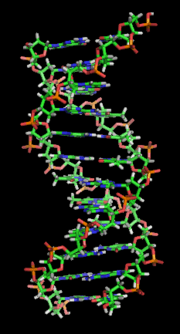 alt: Model dvoušroubovice DNA, v níž je uložena genetická informace. Zdroj Wikimedia Commons, autor Zephyris at the English language Wikipedia, licence Creative Commons Attribution-Share Alike 3.0.
