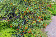 alt: Jeřáb mišpulka (Sorbus chamaemespilus). Foto Shuttestock.com