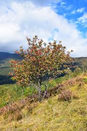 alt: Jeřáb muk (Sorbus aria). Foto Shutterstock.com