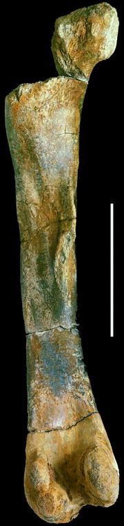 alt: Zachovalý levý femur "českého" dinosaura druhu Burianosaurus augustai. Foto M. Mazuch