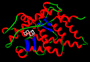 alt: Lidský androgenní receptor s navázaným testosteronem. Autor TimVickers, en.wikipedia.org