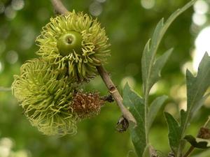 alt: Jeden z našich vzácnějších dubů, dub cer (Quercus cerris). Roste v jižní Evropě, oblast jeho výskytu zasahuje až na jižní Moravu.