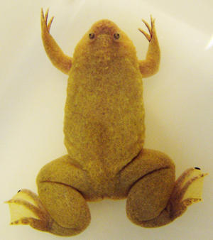 alt: žába drápatka tropická (Xenopus tropicalis)