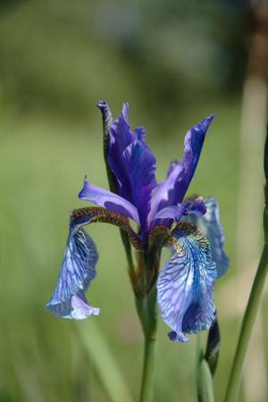 alt: Kosatec sibiřský (Iris sibirica) vytváří rozsáhlé porosty ve vlhčích partiích výcvikové plochy na místě bývalé vsi Hrachoviště. Foto Ondřej Sedláček.