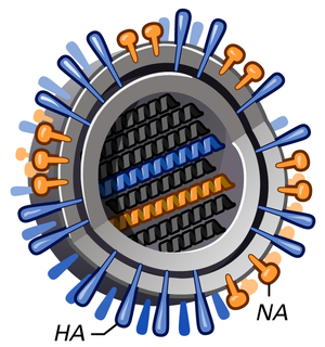 alt: Schéma viru chřipky. HA – hemaglutinin, NA – neuraminidáza. Zdroj Wikimedia Commons, autor National Institute of Allergy and Infectious Diseases (NIAID). Volné dílo (public domain).