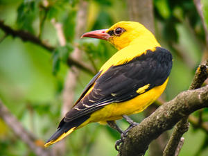 alt: Samec žluvy hajní (latinsky Oriolus oriolus). Tito pěvci musí získávat vitamín C z potravy – stejně jako lidé. Zdroj Wikimedia Commons, autor Paco Gómez from Castellón, Spain, licence Creative Commons Attribution-Share Alike 2.0 Generic.