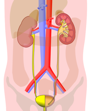 alt: Schéma vylučovací soustavy člověka. Nahoře ledviny, dole močový měchýř. Zdroj Wikimedia Commons, autor Jordi March i Nogué, licence Creative Commons Attribution-Share Alike 3.0 Unported.