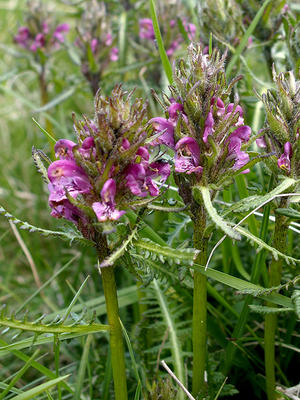 alt: Všivec krkonošský (Pedicularis sudetica). Foto Martin Hanzl.