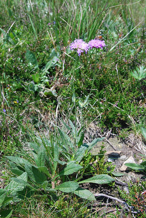 alt: Chrastavec rolní krkonošský (Knautia arvensis subsp. pseudolongifolia). Foto Jan Suda.