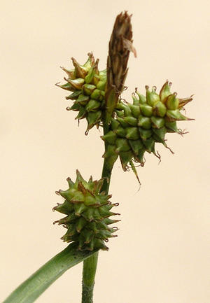 alt: Ostřice krkonošská (Carex derelicta), která roste pouze na české straně Krkonoš. Foto Jitka Štěpánková.