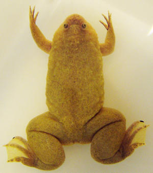 alt: Drápatka tropická (*Xenopus tropicalis*). Foto Vladimír Krylov.