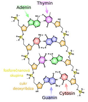 alt: DNA se skládá z nukleotidů. Každý nukleotid je tvořen fosforečnanovou skupinou, deoxyribózou a jednou ze čtyř bází (adeninem, guaninem, cytosinem nebo thyminem). Zdroj Wikimedia Commons, autor Madprime, licence CC BY-SA 3.0.