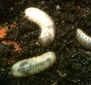 Jak se zbavit červů v hlíně?