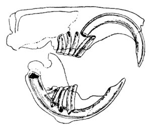 alt: Typický chrup hlodavce. Vpředu jsou velké řezáky (hlodáky) připomínající zahnutá dláta. Špičáky chybí, místo nich je v chrupu mezera. Vzadu je pak několik třenových zubů a stoliček. Zdroj Wikimedia Commons, volné dílo.