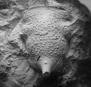 alt: Hlavový štít trilobita *Ancyropyge sola* z Čelechovic. Foto Štěpán Rak.