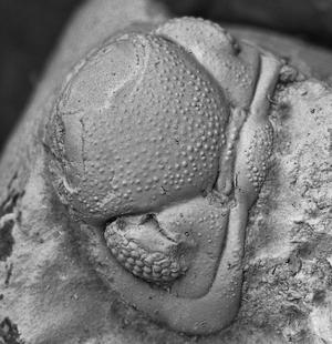 alt: Hlava trilobita rodu *Phacops* z nových objevů v okolí Brna. Foto Štěpán Rak.