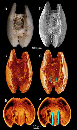 alt: Fosilie třetihorní lasturnatky zobrazená různými technikami. Modře jsou zvýrazněny Zenkerovy orgány, z nichž samci „vystřelují“ spermie. Foto Renate Matzke-Karasz.