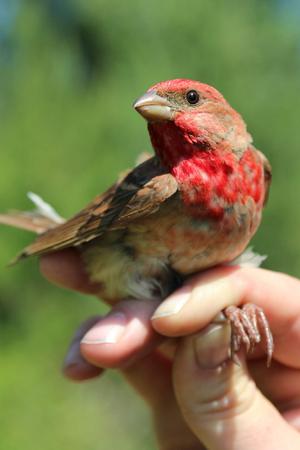 alt: Samci hýlů rudých mají peří zbarveno do šarlatové červeni. Zbarvení je „upřímným signálem“ samicím o kvalitě samce. Foto Pavel Munclinger.