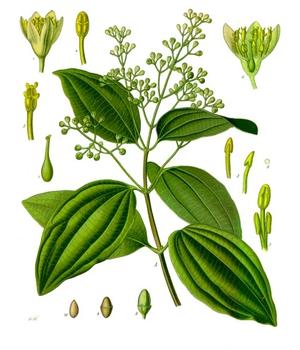 alt: Skořicovník pravý, botanická ilustrace z roku 1897. Zdroj Wikimedia Commons, autor Franz Eugen Köhler, volné dílo / public domain.