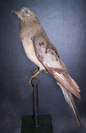 alt: Ve sbírkách je také holub stěhovavý, který žil v mnohamilionových hejnech v lesích Severní Ameriky. Navzdory jeho početnosti ho lidé zcela vyhubili, když ho ve velkém lovili pro chutné maso. Poslední jedinec uhynul v zajetí roku 1914.