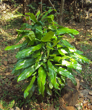 alt: Mladá rostlina liány *Ancistrocladus heyneanus*. Zdroj Wikimedia Commons, autor Vinayaraj, licence CC BY-SA 3.0.