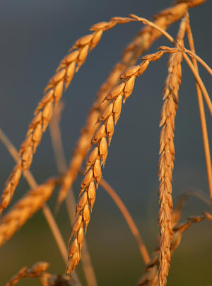 alt: Klasy pšenice špaldy. Zdroj Wikimedia Commons, autor böhringer friedrich, úpravy Jan Kolář, licence CC BY-SA 2.5.