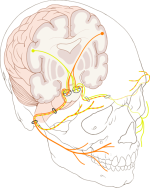 alt: Průběh lícního nervu (*nervus facialis*). Zdroj Wikimedia Commons, autor Patrick J. Lynch, medical illustrator, licence CC BY 2.5.