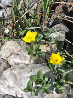 alt: Sukulentní rostlina *Pachypodium brevicaule* roste jenom na Madagaskaru.