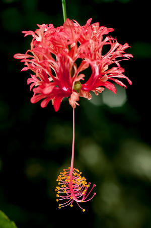 alt: V tropickém skleníku naší botanické zahrady roste mimo jiné ibišek druhu *Hibiscus schizopetalus*. Foto Petr Jan Juračka.