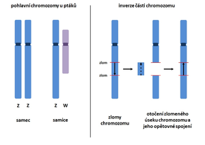 alt: Schéma inverze části chromozomu, ilustrační obrázek, autor Jana Fryzelková