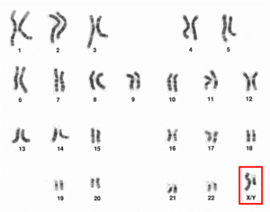 alt: Chromozomy člověka. Gonozomy X a Y (vyznačené červeně) se od ostatních párů chromozomů liší i tím, že jsou různě velké. Zdroj Wikimedia Commons, National Human Genome Research Institute, Public Domain 