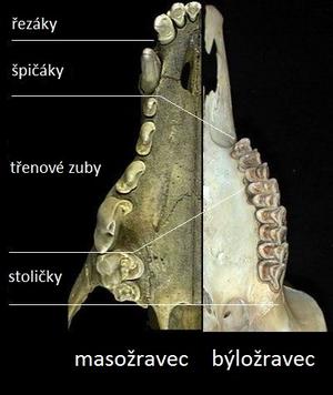 alt: Srovnání zubů masožravce a býložravce. Zdroj Thomas Burke Memorial Washington State Museum