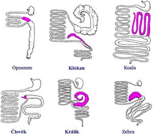 alt: Srovnání velikosti slepého střeva u různých savců. Zdroj Kardong, K.V. (2002) Vertebrates: Comparative anatomy, function, evolution. Third edition. McGraw-Hill: New York, NY