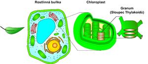 alt: Obr. 1. Rostlinná buňka – struktura chloroplastu.